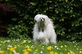 CHIEN NU CHINOIS 193